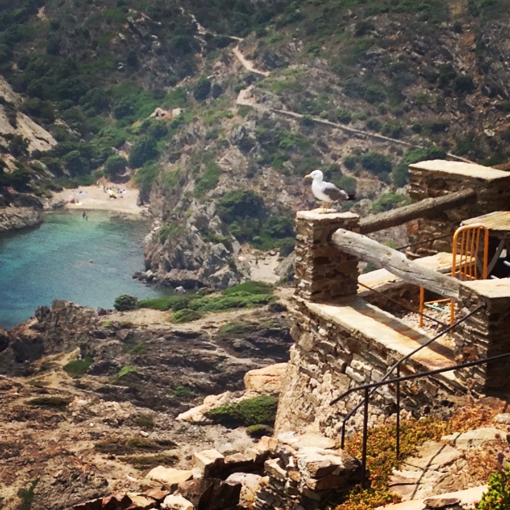 mouette Cap de Creus Cadquès